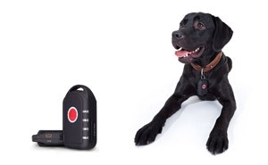 GPS Hundehalsband online kaufen